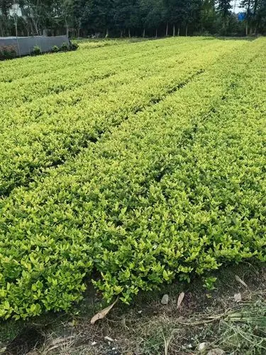 mile米乐m6官网：网球拍排柄大小怎么选